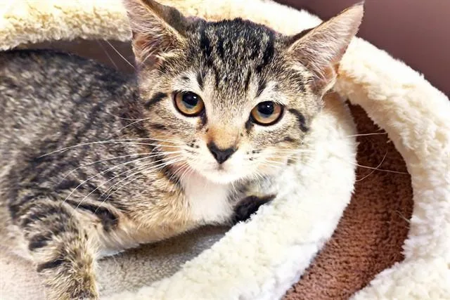 A baby medium-sized female Domestic Short Hair cat named Eclipse for adoption in Fort Lauderdale, FL
