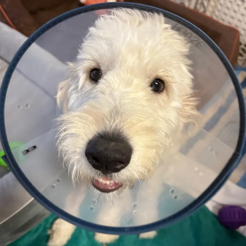 A young medium-sized male White / Cream Golden Retriever dog named Jai for adoption in Wahiawa, HI