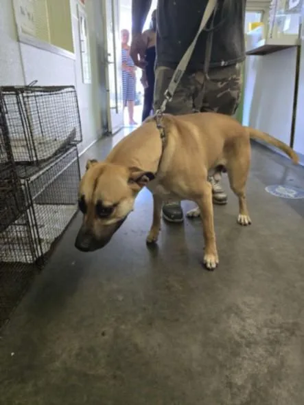 A young large-sized male Boxer dog named Scooby for adoption in Los Angeles, CA
