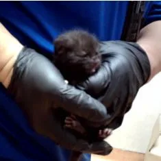 A baby small-sized male Black Domestic Short Hair cat named Dijiro for adoption in Pleasant Hill, CA