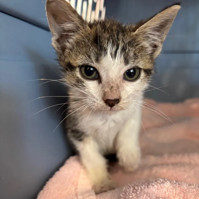 A baby small-sized female White Domestic Short Hair cat named Tulip for adoption in Allentown, PA