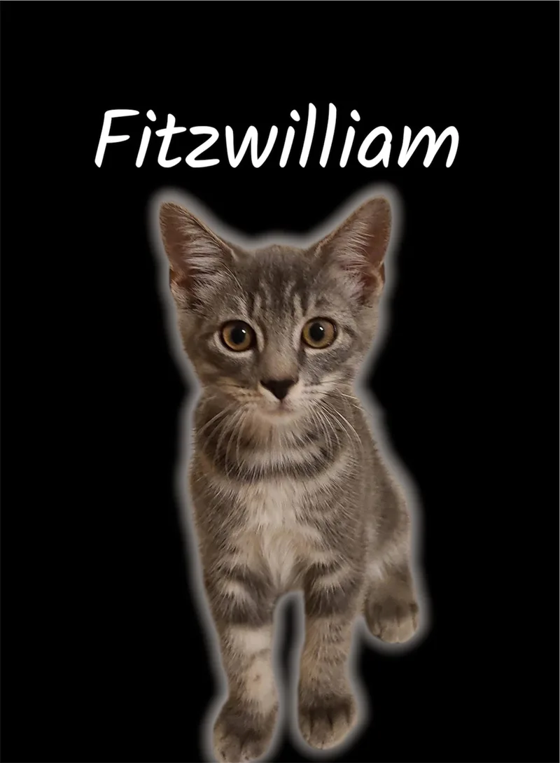 A baby small-sized male Tabby (Gray / Blue / Silver) Domestic Medium Hair cat named Fitzwilliam for adoption in Auburn, CA