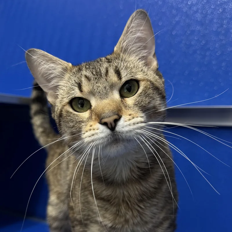 Lion And Tygro thumbnail 2