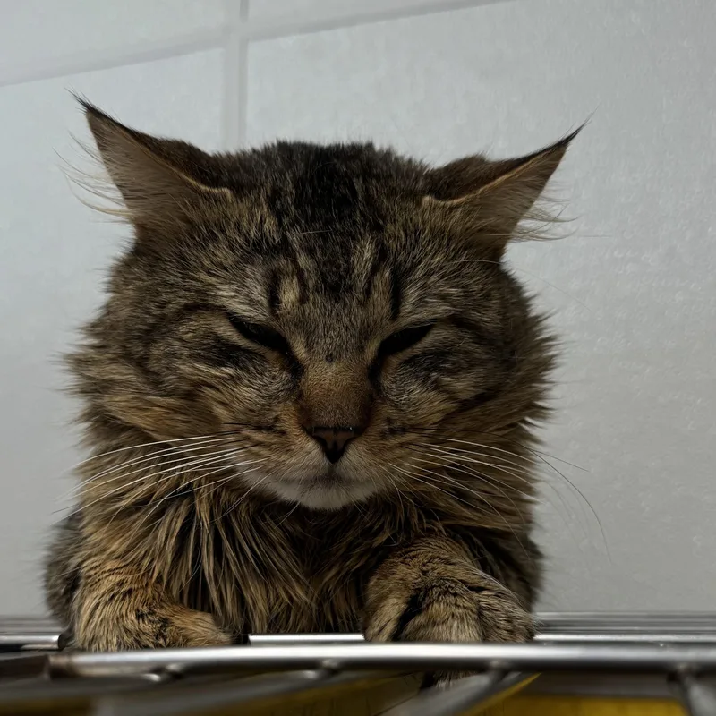 Lion And Tygro thumbnail 3