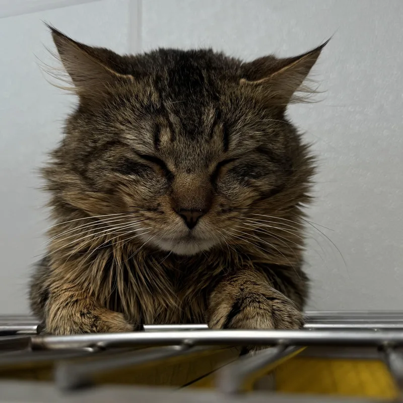 Lion And Tygro thumbnail 4