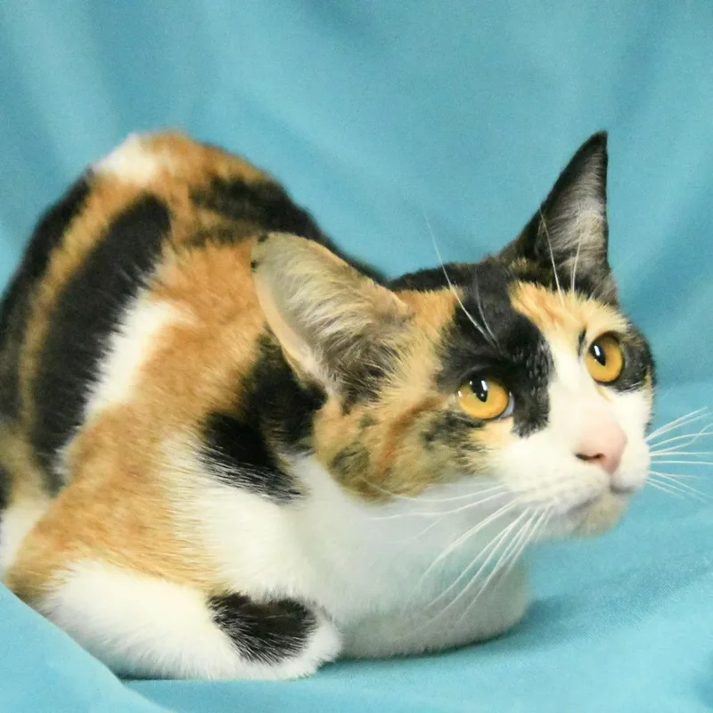 A young medium-sized female Calico Domestic Short Hair cat named Autumn for adoption in Natchez, MS