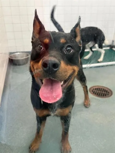 An adult large-sized female Mixed Breed dog named Rosie for adoption in Dallas, TX