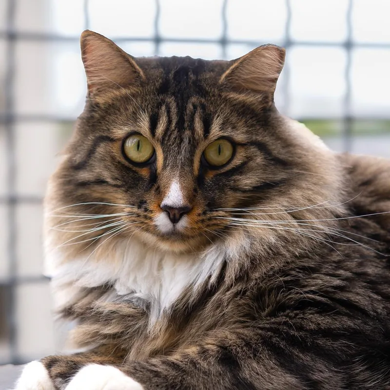 An adult large-sized male White Domestic Long Hair cat named Jinkies for adoption in Lakewood, CO