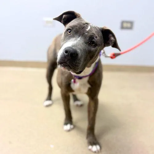 A young medium-sized female Pit Bull Terrier dog named Marionette for adoption in Aurora, CO