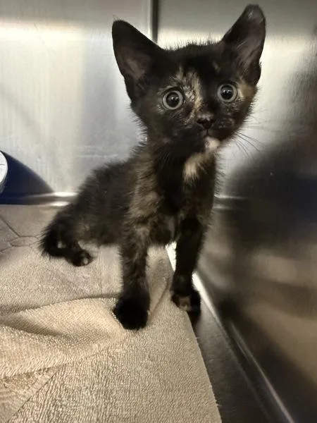 A baby small-sized female Domestic Short Hair cat named Rita for adoption in Millersville, MD