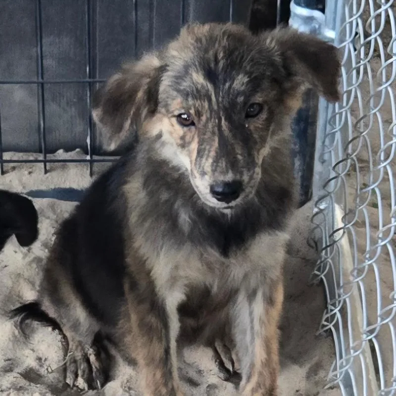 A baby small-sized female Brindle Black Labrador Retriever dog named Topaz for adoption in Floresville, TX