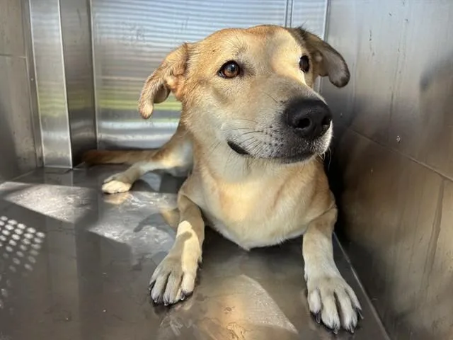 A young large-sized female Labrador Retriever dog named Annie for adoption in Mesa, AZ