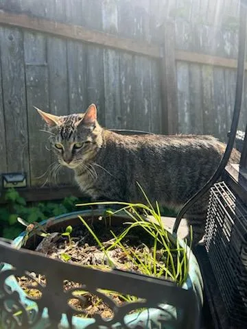 A young small-sized female Domestic Short Hair cat named Willow for adoption in Tacoma, WA