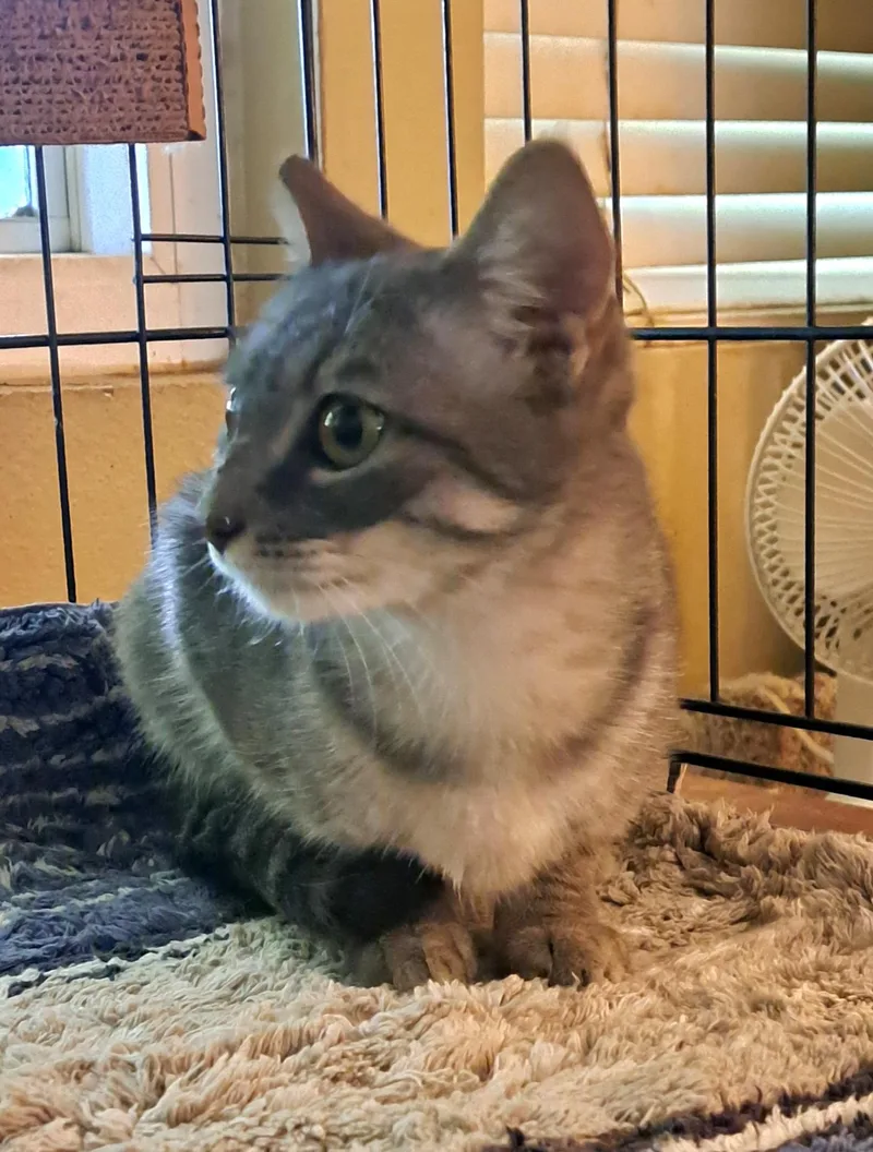 A young medium-sized female Tortoiseshell Tabby cat named Carly for adoption in Riverside, CA