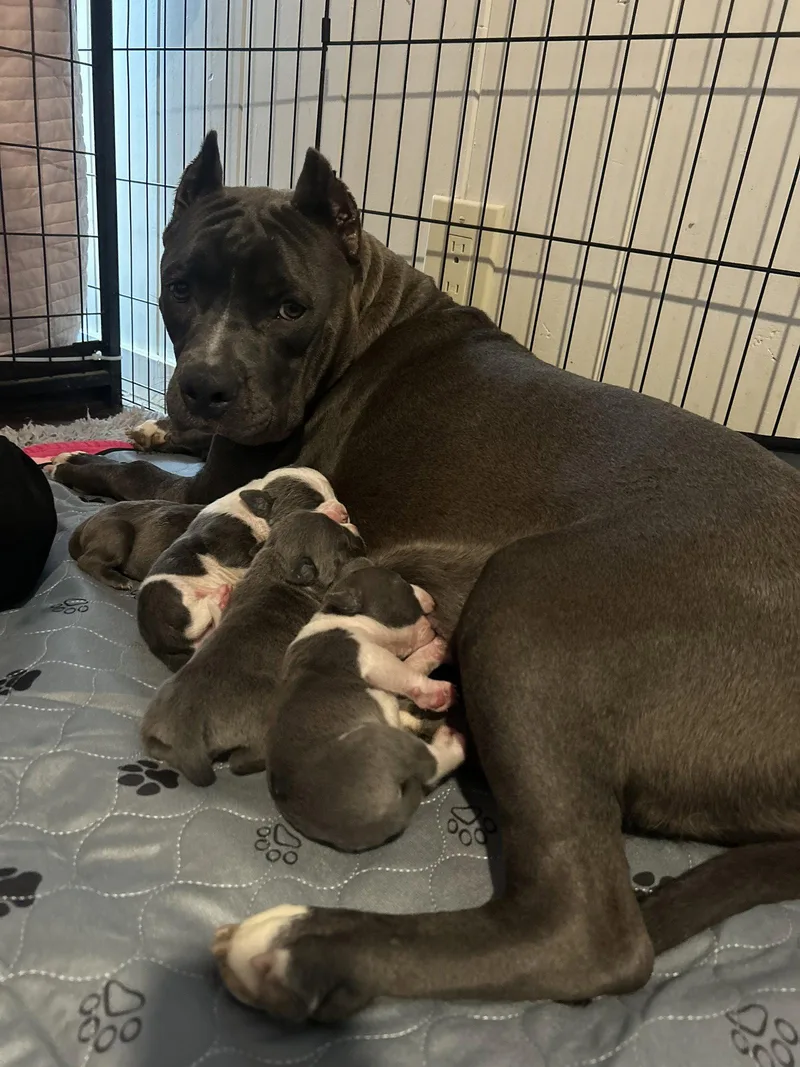 An adult medium-sized female American Staffordshire Terrier dog named Ocean for adoption in San Diego, CA