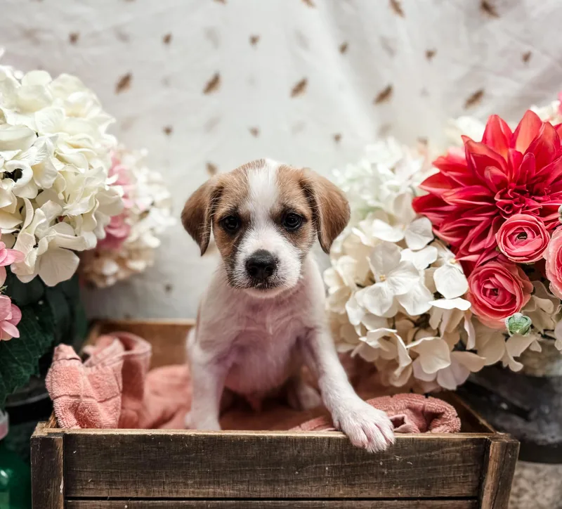 A baby medium-sized male Bicolor Terrier dog named Summer Squash for adoption in Newberg, OR