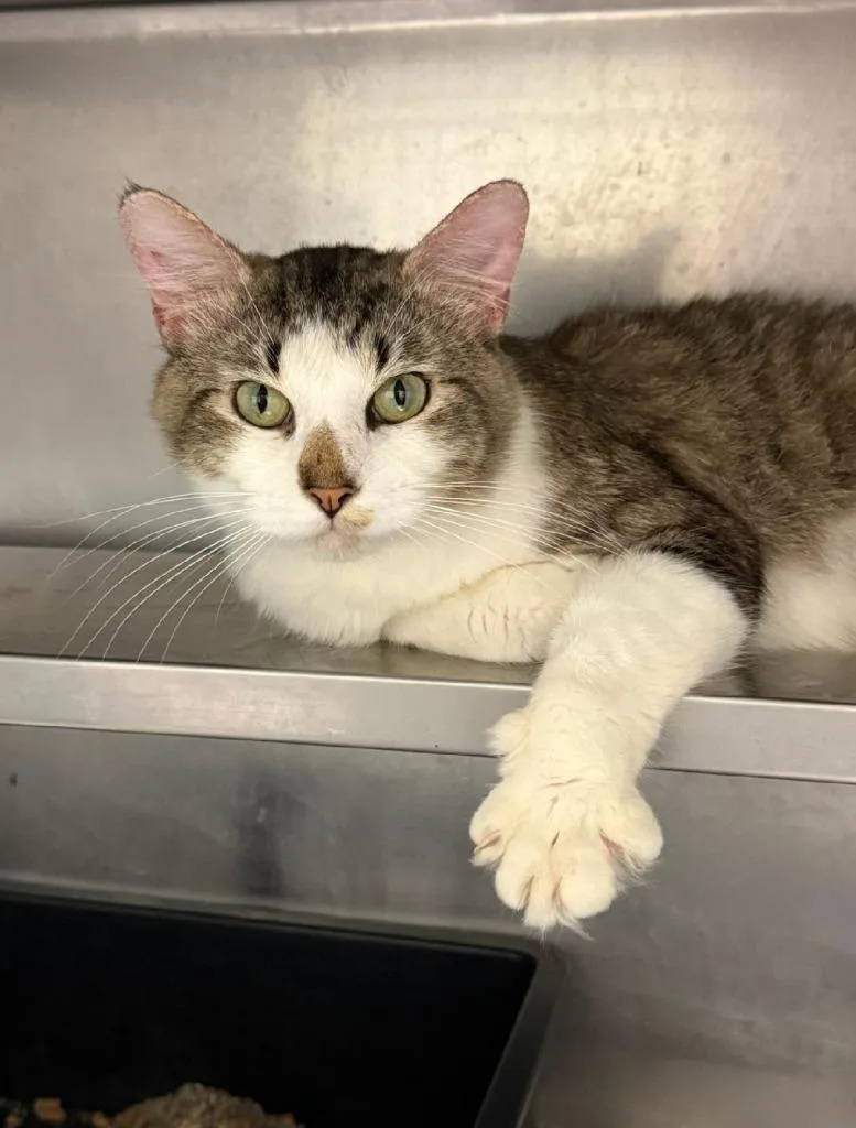 A young small-sized male Domestic Short Hair cat named Tiger for adoption in Bossier City, LA
