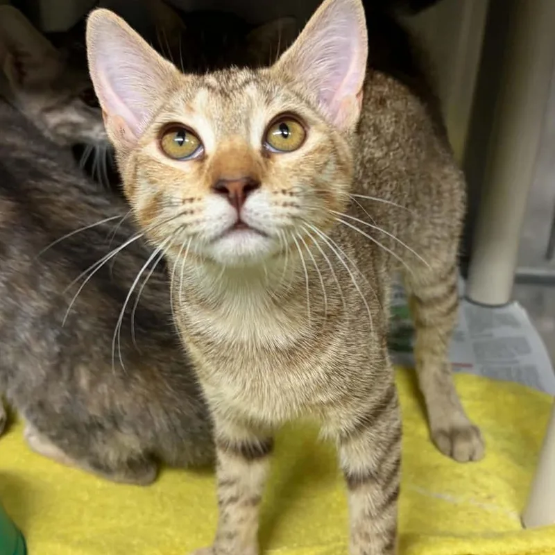 A baby small-sized female Torbie Domestic Short Hair cat named Carousel for adoption in Concord, NC