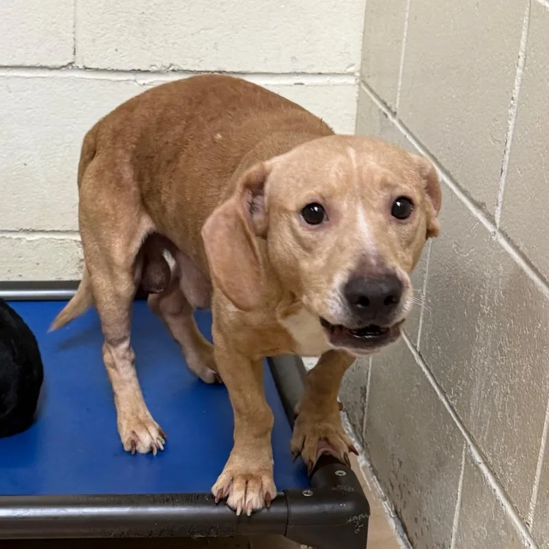 An adult medium-sized male Yellow / Tan / Blond / Fawn Dachshund dog named Theodore for adoption in Tuscaloosa, AL