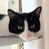 An adult medium-sized female Black & White / Tuxedo Tuxedo cat named Moo Moo for adoption in Chicago, IL