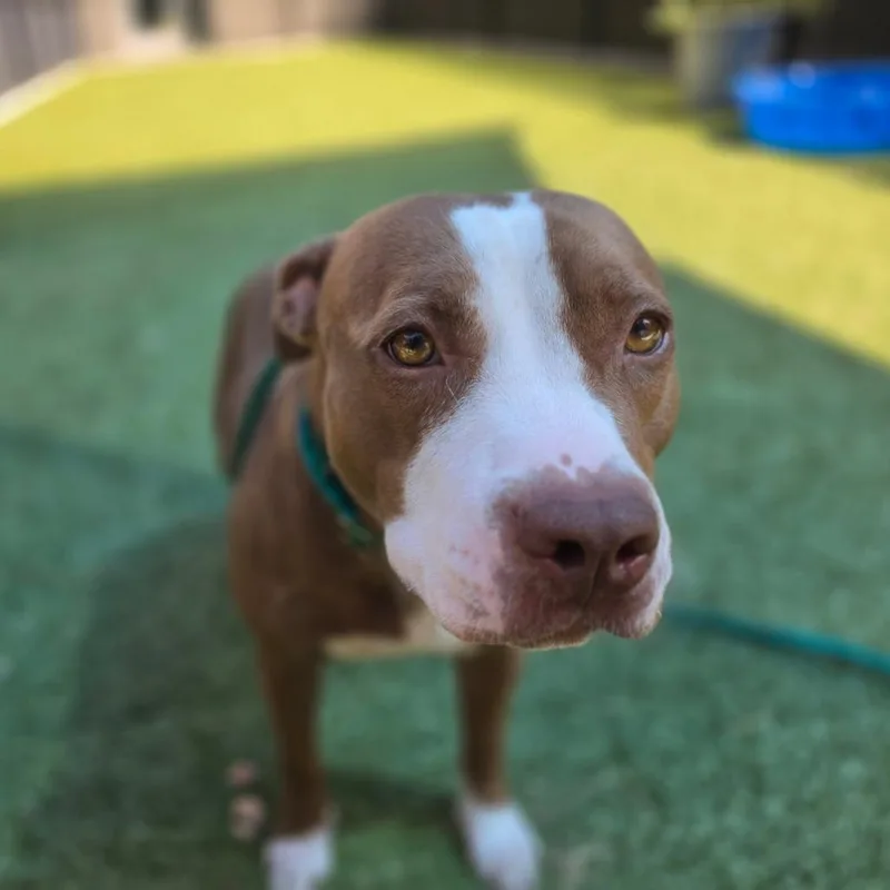 A young medium-sized female Brown / Chocolate Pit Bull Terrier dog named Brown Gravy for adoption in Greensboro, NC