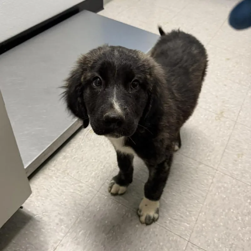 A baby medium-sized male Black Schnauzer dog named Sprout for adoption in Austin, TX