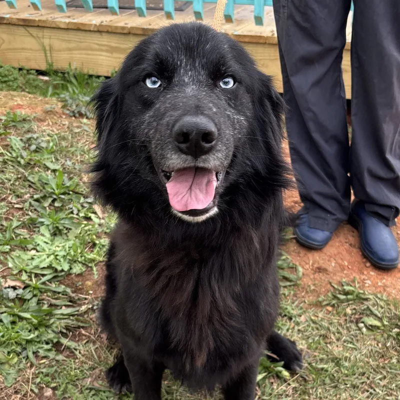 An adult large-sized male Black Flat-Coated Retriever dog named Polo for adoption in Columbia, SC