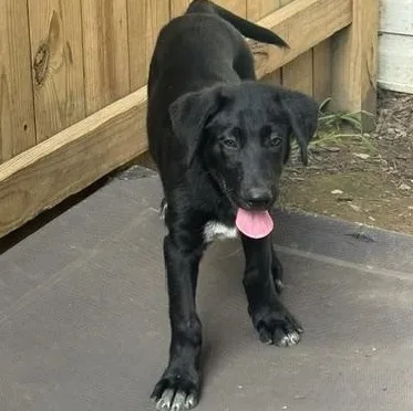 A baby large-sized male Black Labrador Retriever dog named Harry for adoption in Fredericksburg, VA