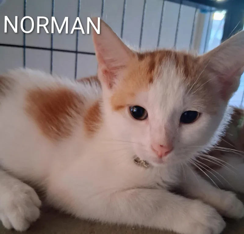 A baby medium-sized male Orange & White Domestic Short Hair cat named Norman for adoption in Hawthorne, CA