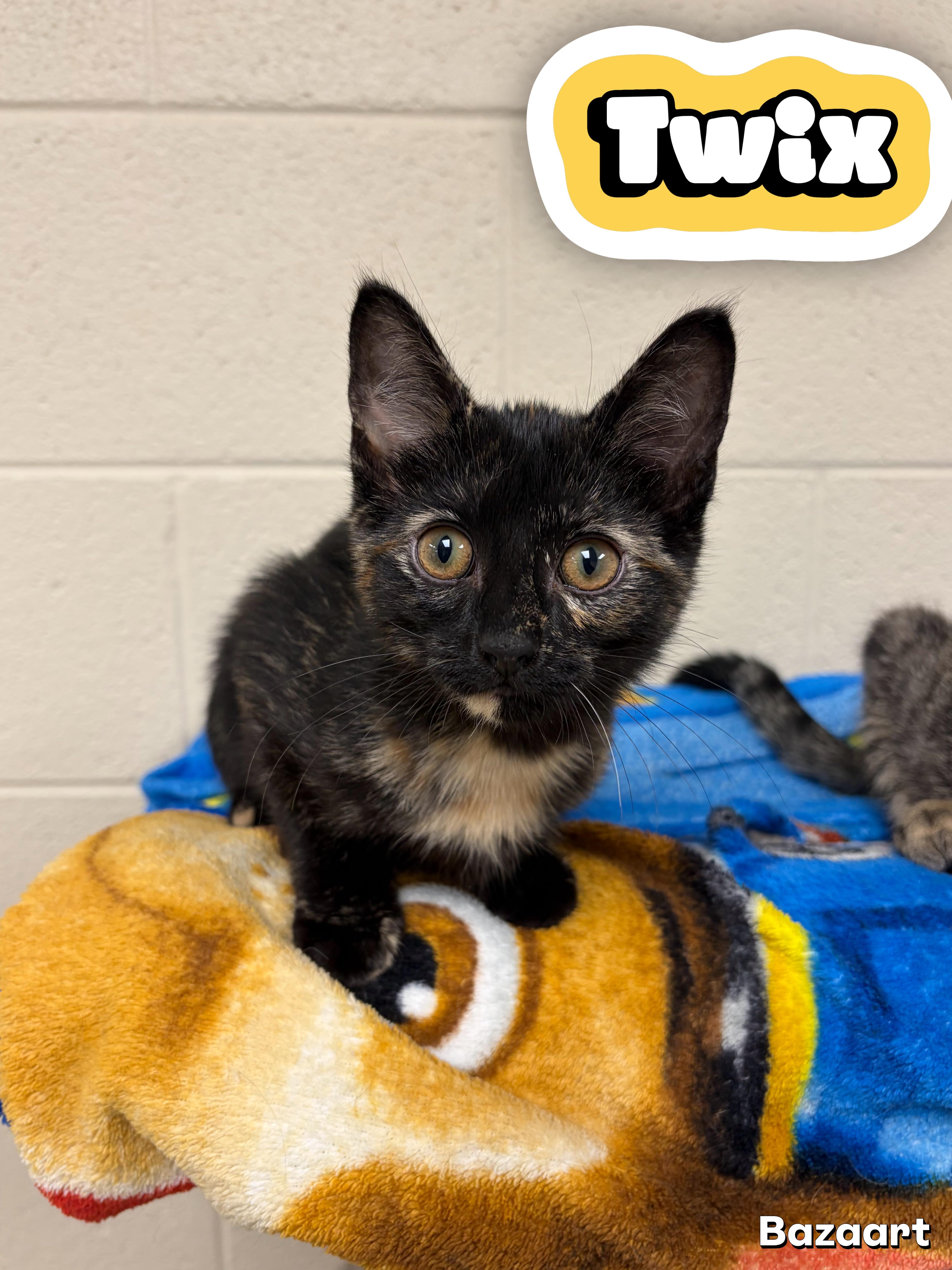A young small-sized female Tortoiseshell Domestic Short Hair cat named Twix for adoption in Valparaiso, IN