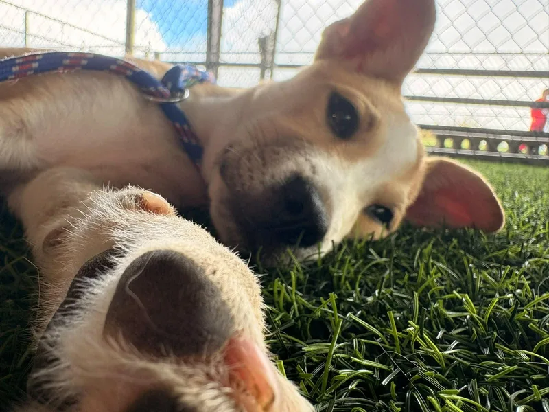 A baby medium-sized female Mixed Breed dog named Asia for adoption in Brooklyn, NY