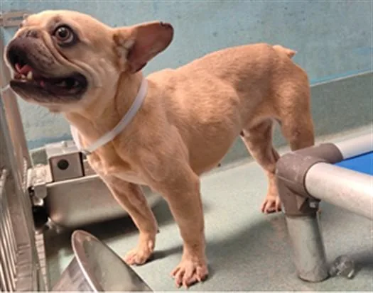 An adult medium-sized female French Bulldog dog named Selma for adoption in Baldwin Park, CA