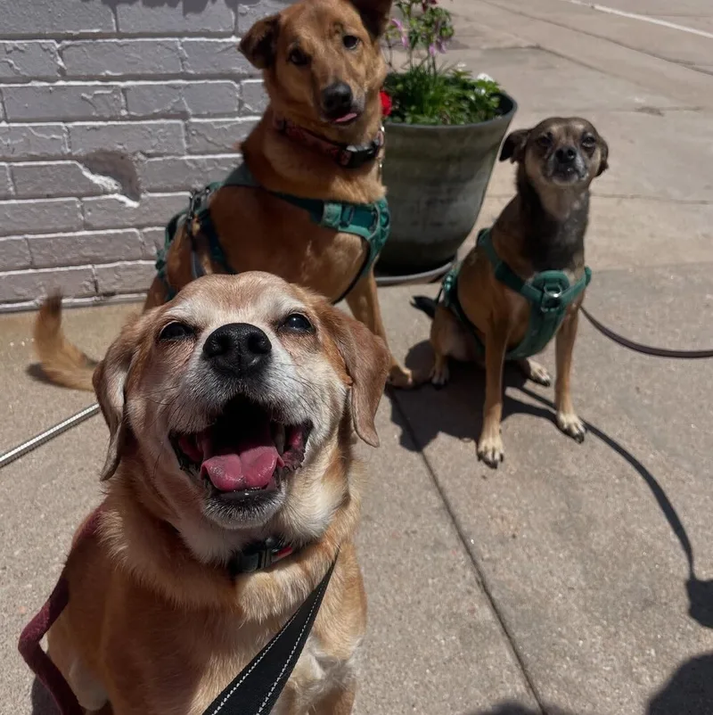 An adult medium-sized male Pug dog named Mike for adoption in Aurora, CO