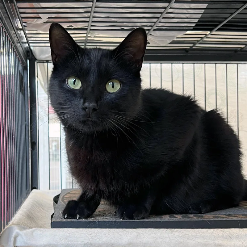 A baby medium-sized male Black Domestic Short Hair cat named Ash Ketchum for adoption in St. Louis, MO