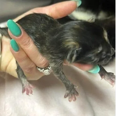 Nellie thumbnail 3