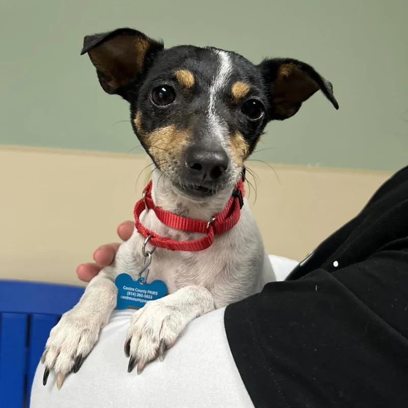 An adult medium-sized female Jack Russell Terrier dog named Tankini for adoption in State College, PA