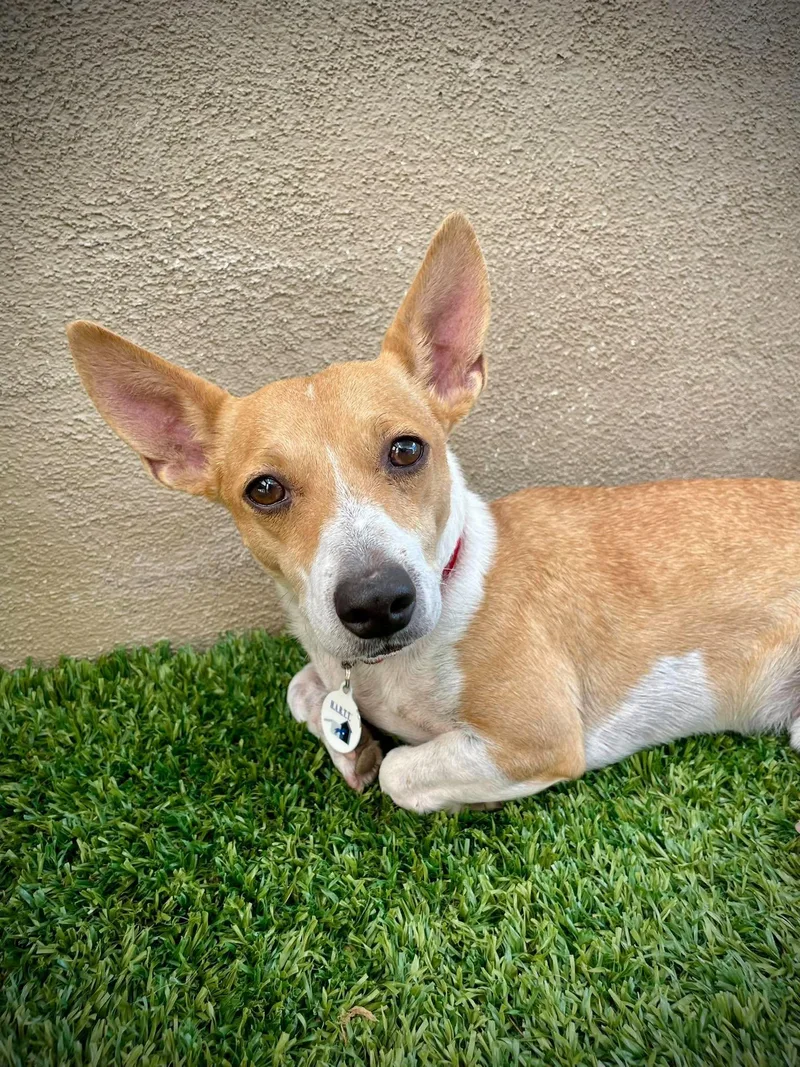 A young small-sized male Jack Russell Terrier dog named Donut for adoption in Phoenix, AZ