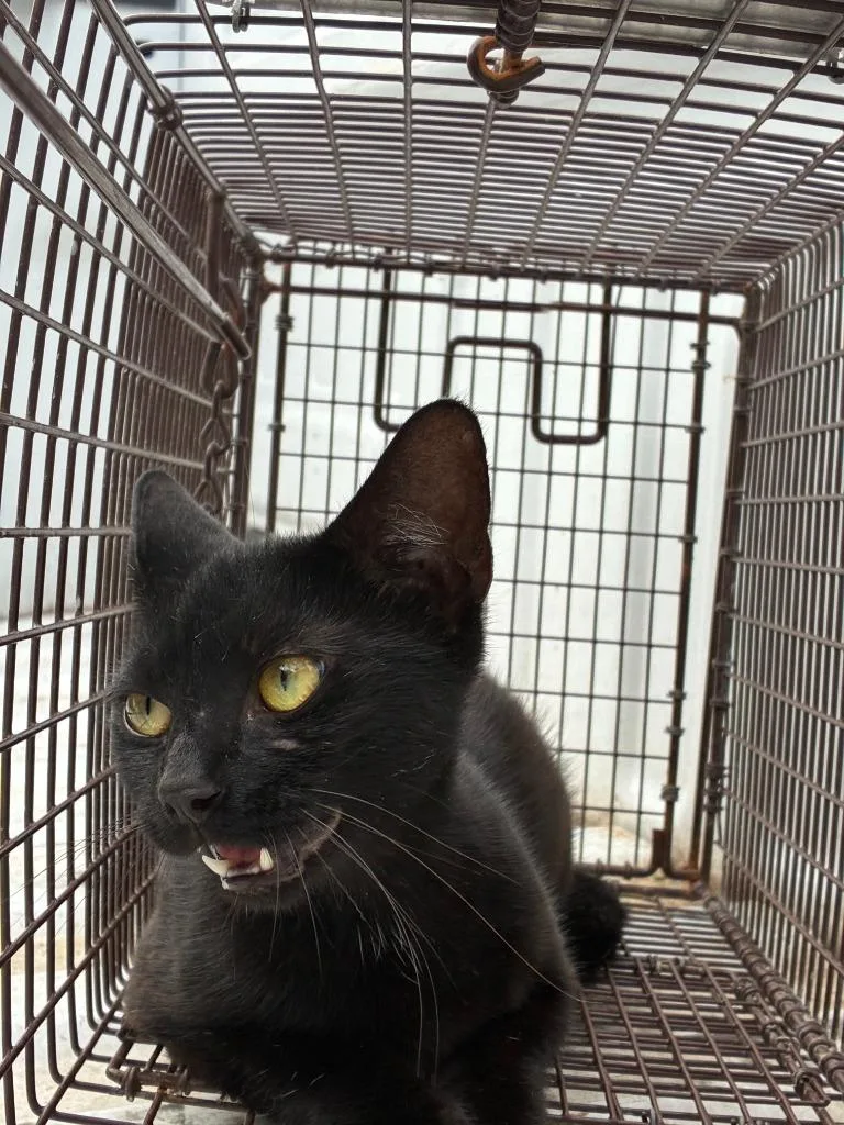 A young large-sized female Domestic Short Hair cat named Coaly for adoption in Chickamauga , GA