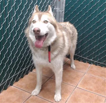 A young large-sized male Siberian Husky dog named Bear for adoption in Baldwin Park, CA