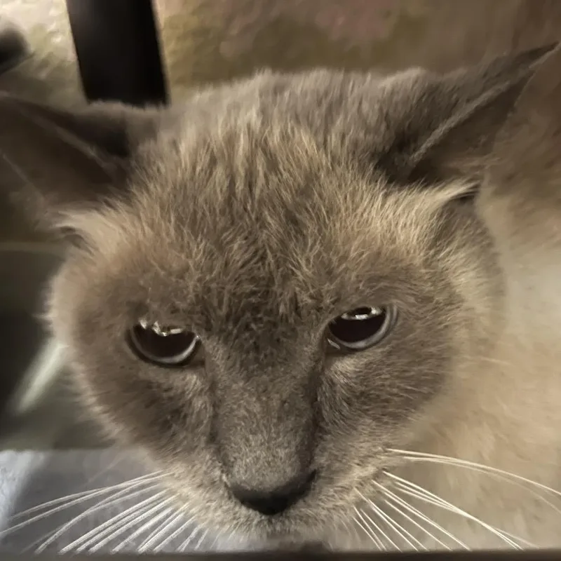 A senior medium-sized male Siamese cat named Jack for adoption in Owosso, MI