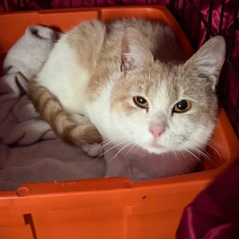 A young small-sized male Buff / Tan / Fawn Domestic Short Hair cat named Shrimp for adoption in Woodbury, NJ