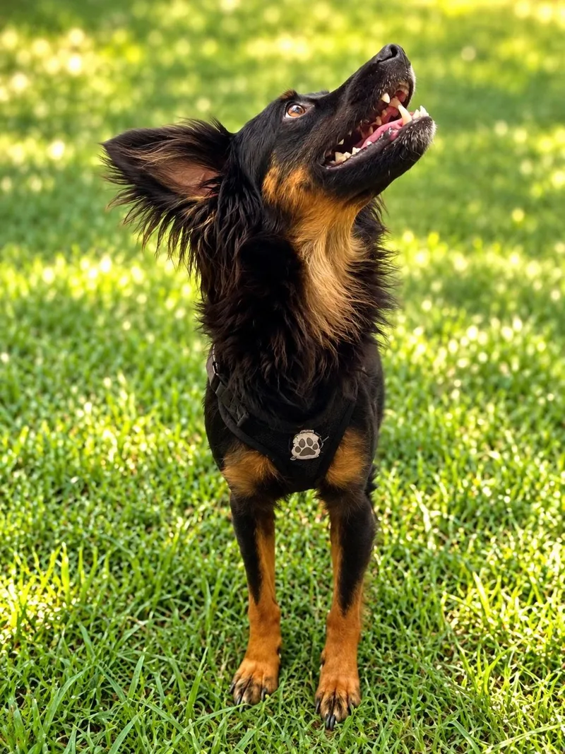 An adult medium-sized male Bicolor Miniature Pinscher dog named Naruto for adoption in Winter Haven, FL