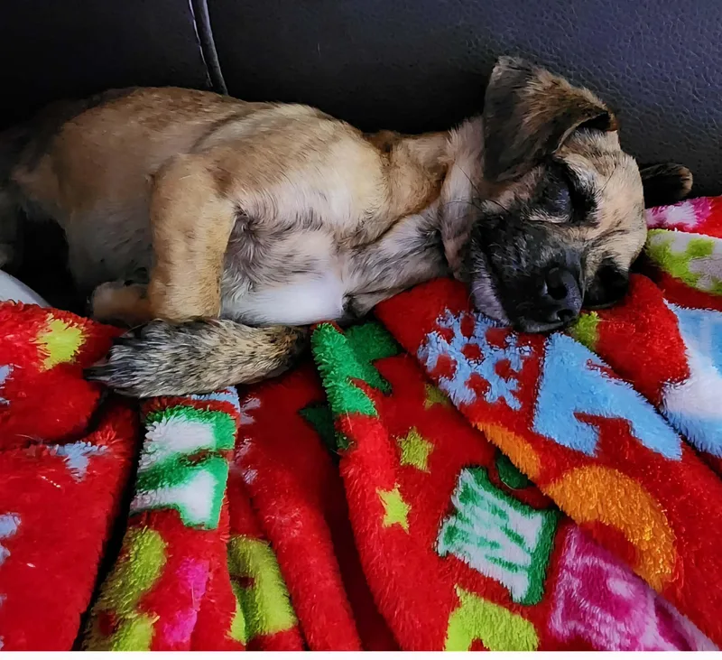 A young small-sized female Chihuahua dog named Coco for adoption in Cedar Rapids, IA