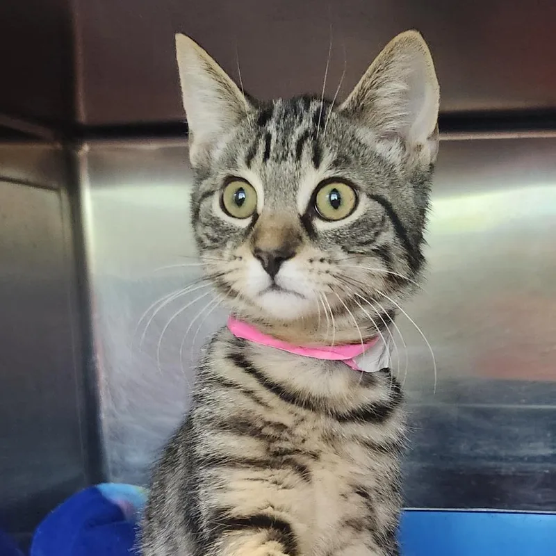 A baby small-sized female Brown / Chocolate Domestic Short Hair cat named Helga for adoption in Columbia Station, OH