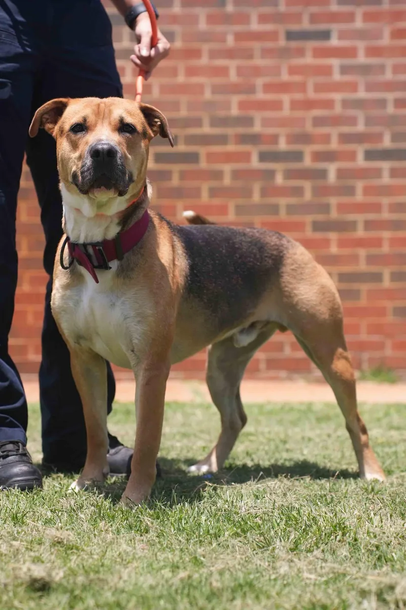 An adult medium-sized male Shepherd dog named Beau for adoption in Stillwater, OK