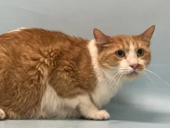 An adult small-sized male Domestic Short Hair cat named Milo for adoption in Golden Valley, MN