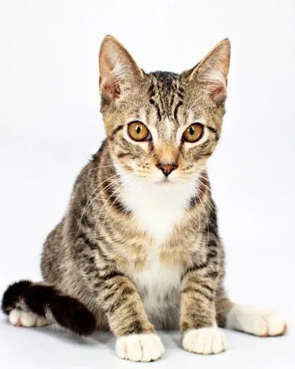 A baby small-sized male Domestic Short Hair cat named Banana for adoption in Morton Grove, IL