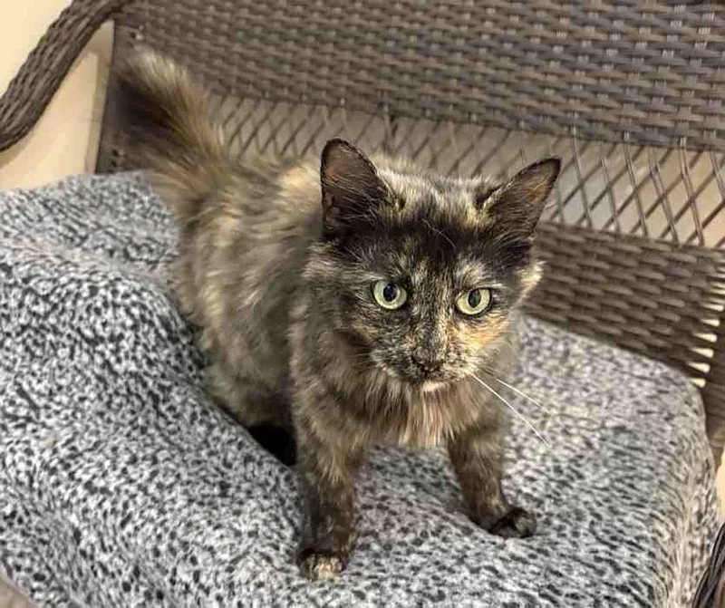 A young medium-sized female Tortoiseshell Domestic Medium Hair cat named Athena for adoption in Sequim, WA