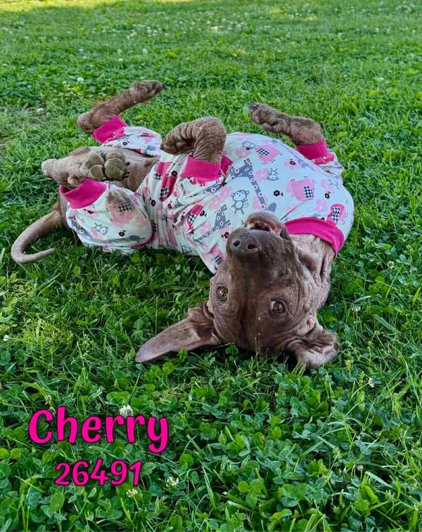 Cherry