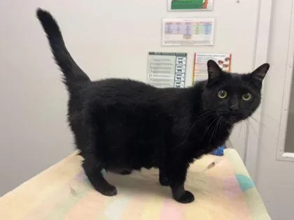 A senior large-sized female Black Domestic Short Hair cat named O My Heart for adoption in Kansas City, MO